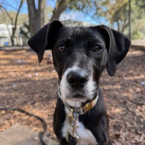 Svetlana, a ADOPTABLE Mixed Breed in Charleston, SC image 3/3