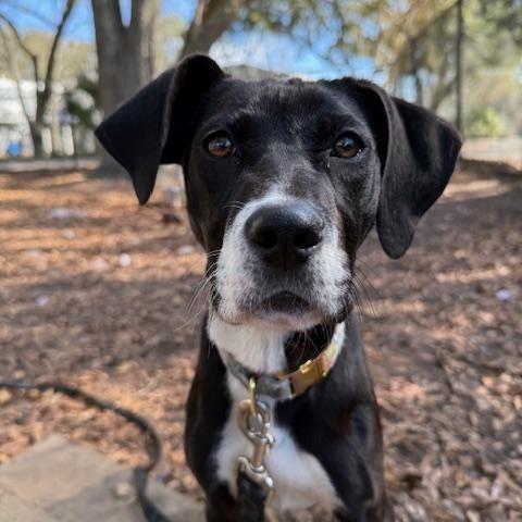 Svetlana, ADOPTABLE, Puppy Female Mixed Breed.