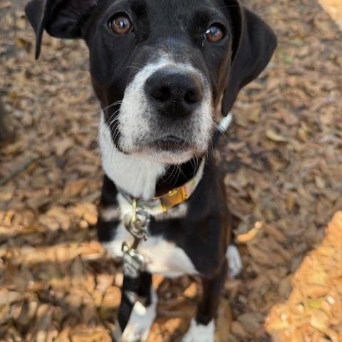 Svetlana, a ADOPTABLE Mixed Breed in Charleston, SC image 2/3
