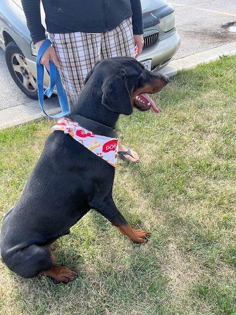 Sarge, Adopted, Young Male Doberman Pinscher.