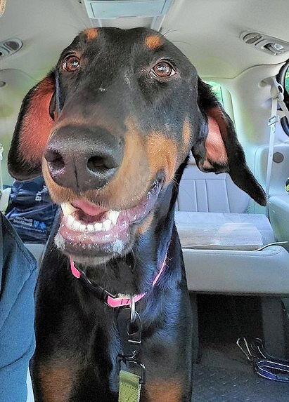 Enlarge Sarge, a Adopted Doberman Pinscher in Omaha, NE image 2/3