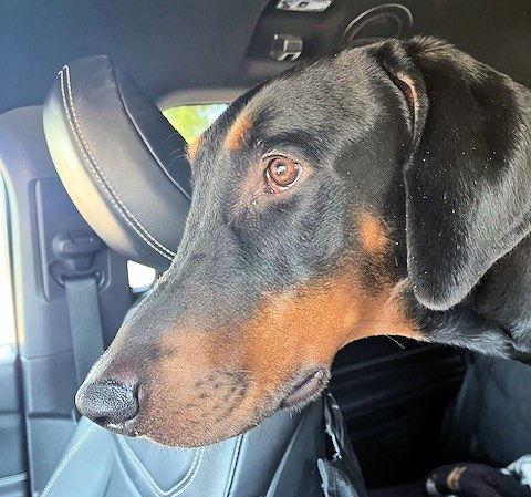 Enlarge Sarge, a Adopted Doberman Pinscher in Omaha, NE image 3/3