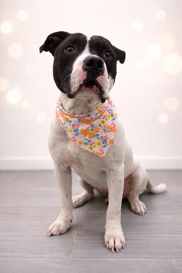 Enlarge Batman, a Adoptable mixed breed in Lafayette, LA image 1/1