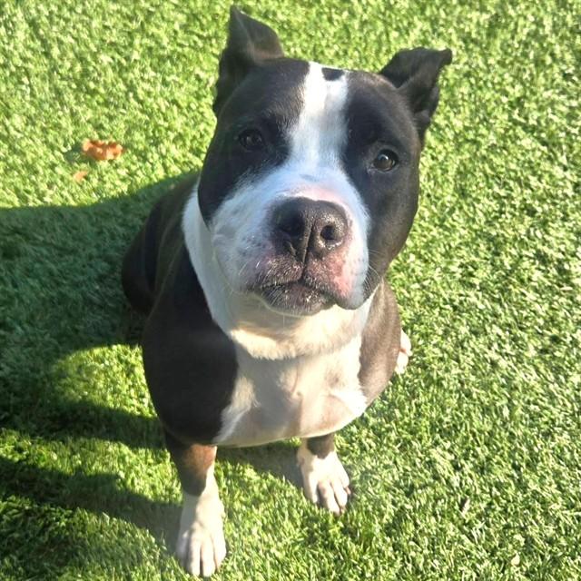 MAX, Adoptable, Adult Male Pit Bull Terrier & Mixed Breed.