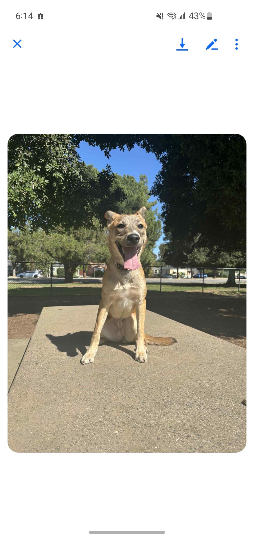 Enlarge Kira-7 Month Old Purbred Snugglehound Carolina Dog Mix-Spayed, Dog Friendly, House Broken, a Adoptable mixed breed in Golden, CO image 1/5
