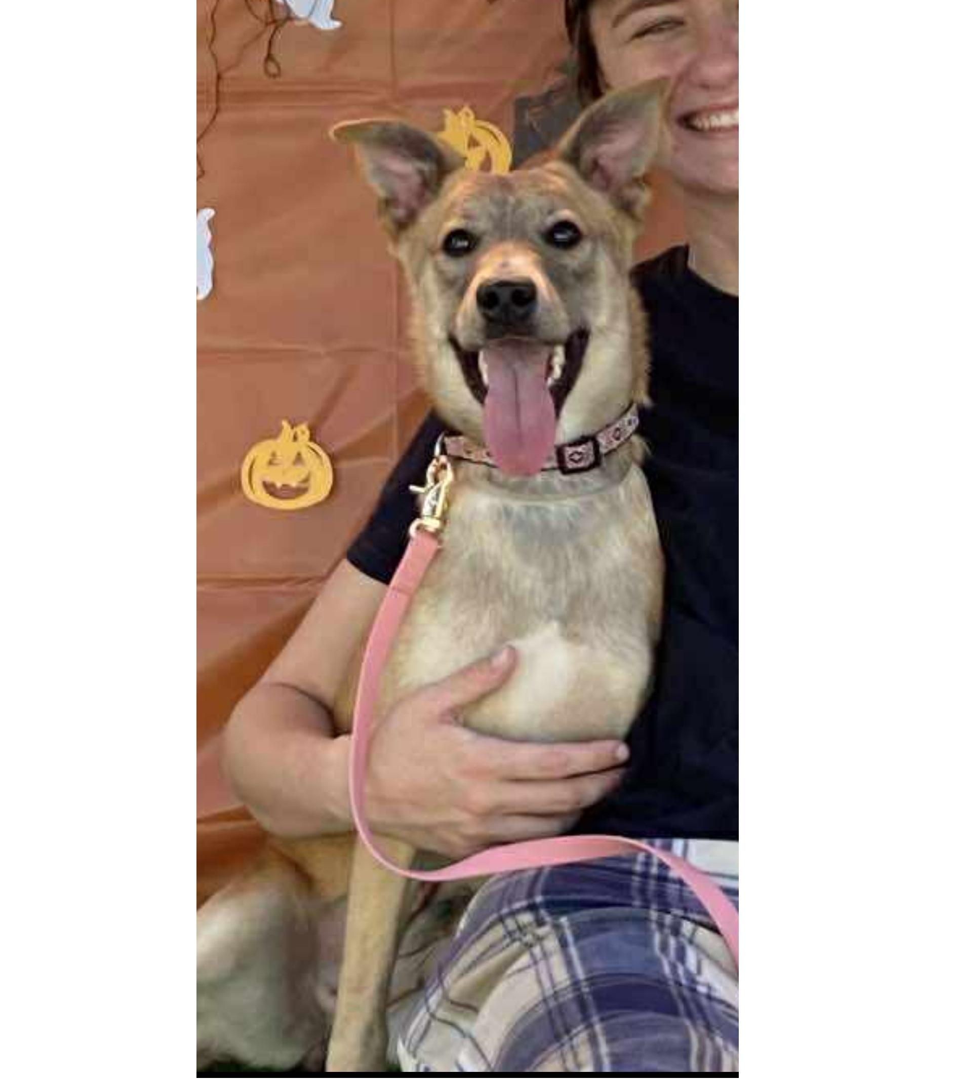 Enlarge Kira-7 Month Old Purbred Snugglehound Carolina Dog Mix-Spayed, Dog Friendly, House Broken, a Adoptable mixed breed in Golden, CO image 3/5