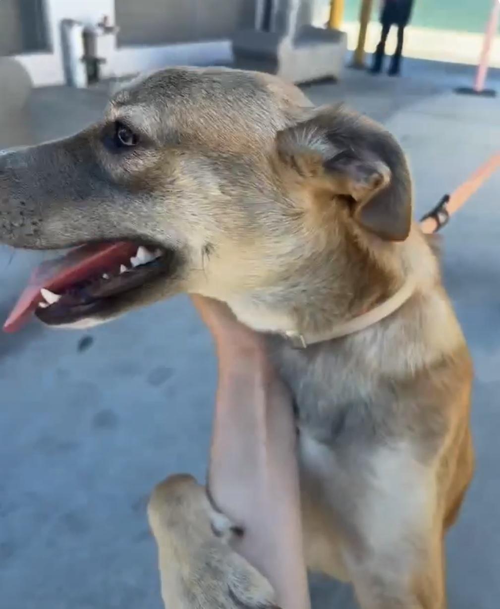 Enlarge Kira-7 Month Old Purbred Snugglehound Carolina Dog Mix-Spayed, Dog Friendly, House Broken, a Adoptable mixed breed in Golden, CO image 4/5