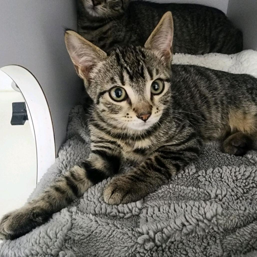 Bourbon, a Adoptable Domestic Short Hair in Columbus, NC image 1/4