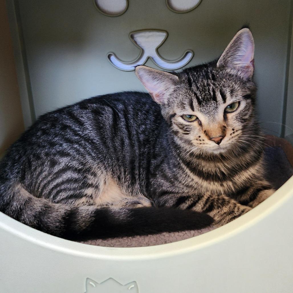 Bourbon, a Adoptable Domestic Short Hair in Columbus, NC image 3/4