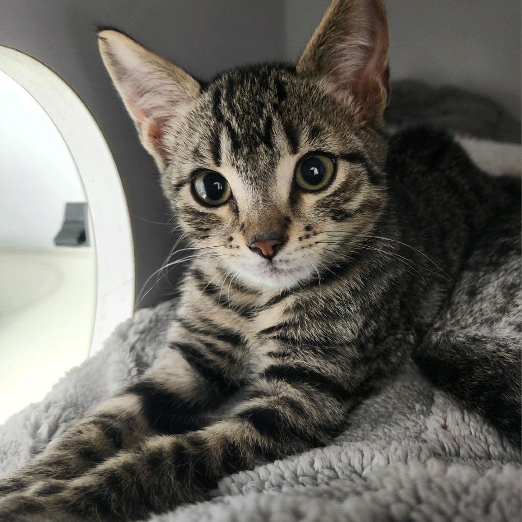Bourbon, a Adoptable Domestic Short Hair in Columbus, NC image 4/4