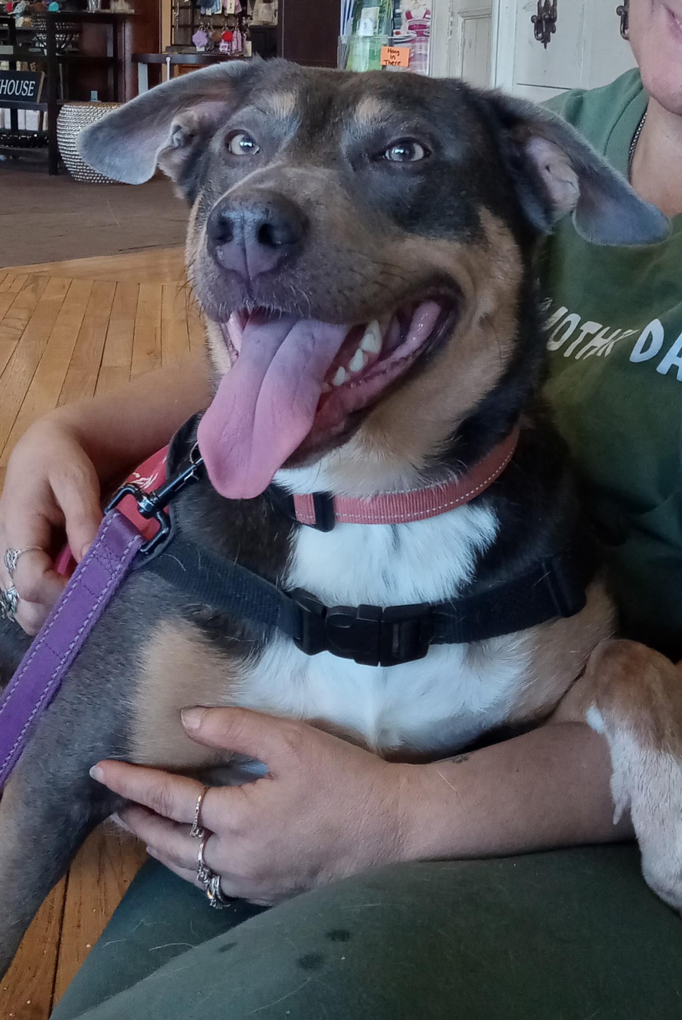 Enlarge GoGo, a ADOPTABLE mixed breed in Leavenworth, KS image 1/4