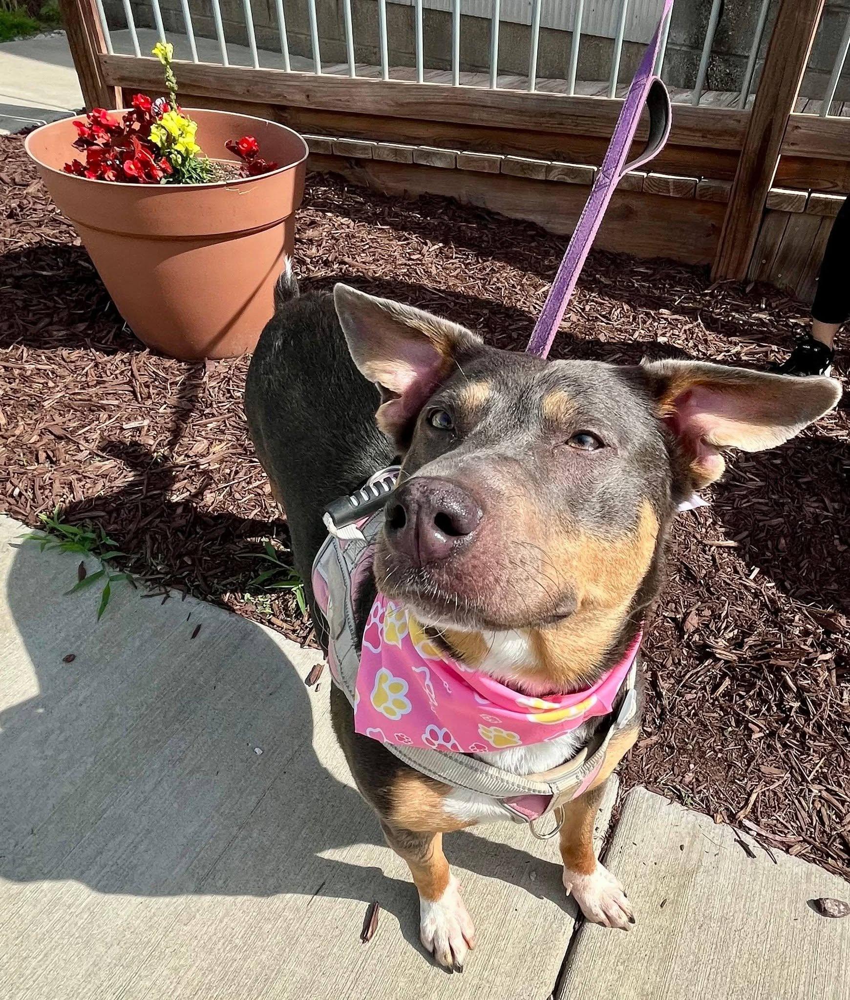Enlarge GoGo, a Adopted mixed breed in Leavenworth, KS image 1/5