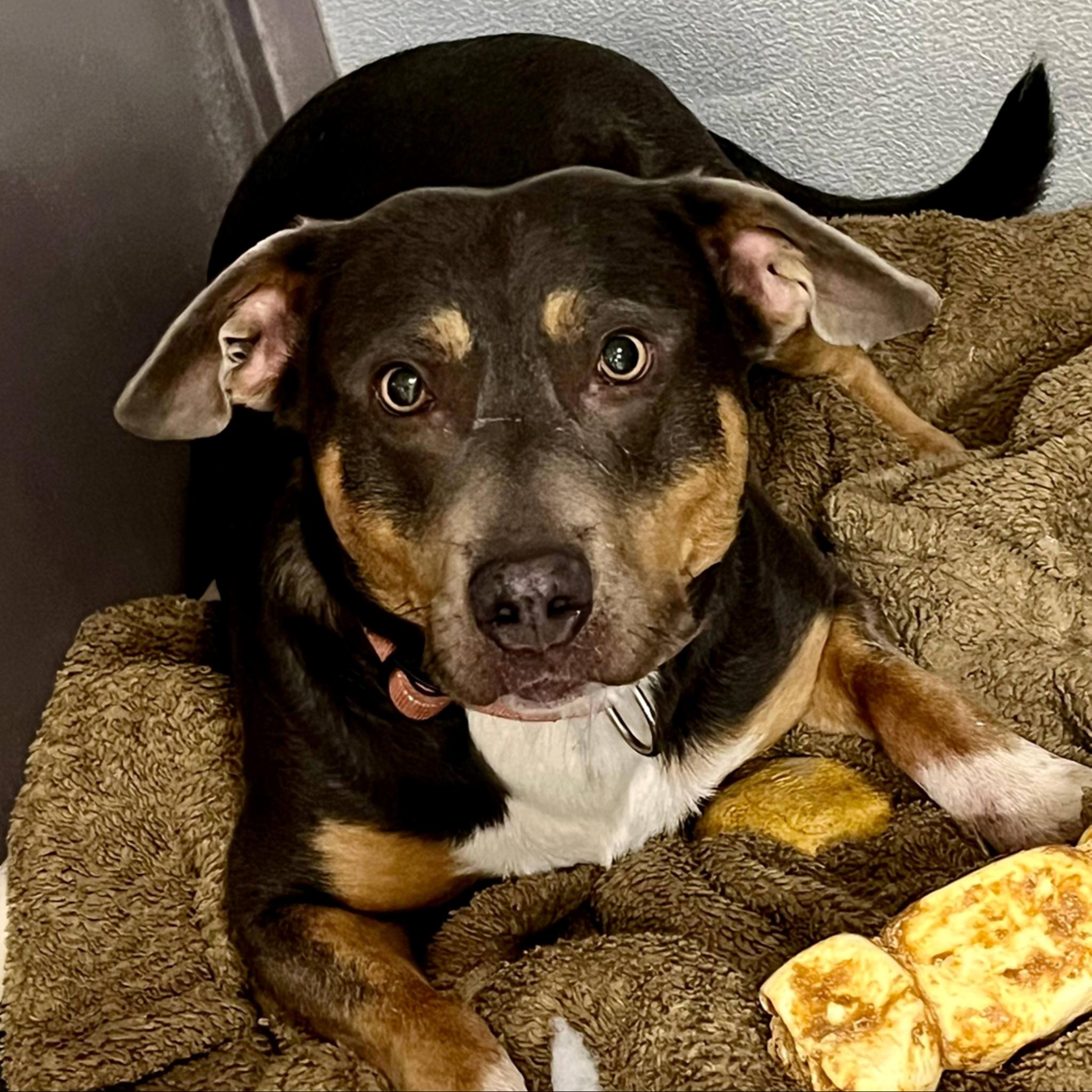 Enlarge GoGo, a ADOPTABLE mixed breed in Leavenworth, KS image 3/4