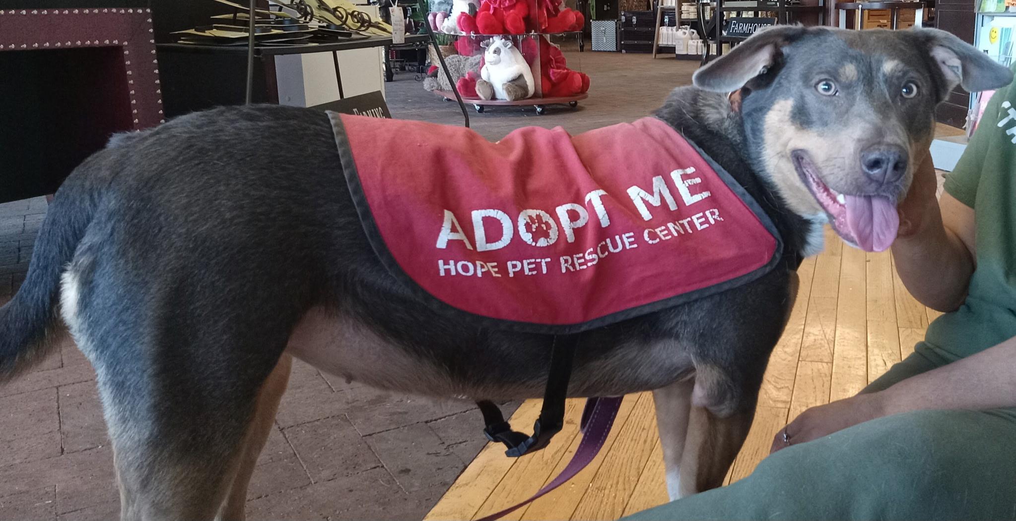 Enlarge GoGo, a ADOPTABLE mixed breed in Leavenworth, KS image 2/4