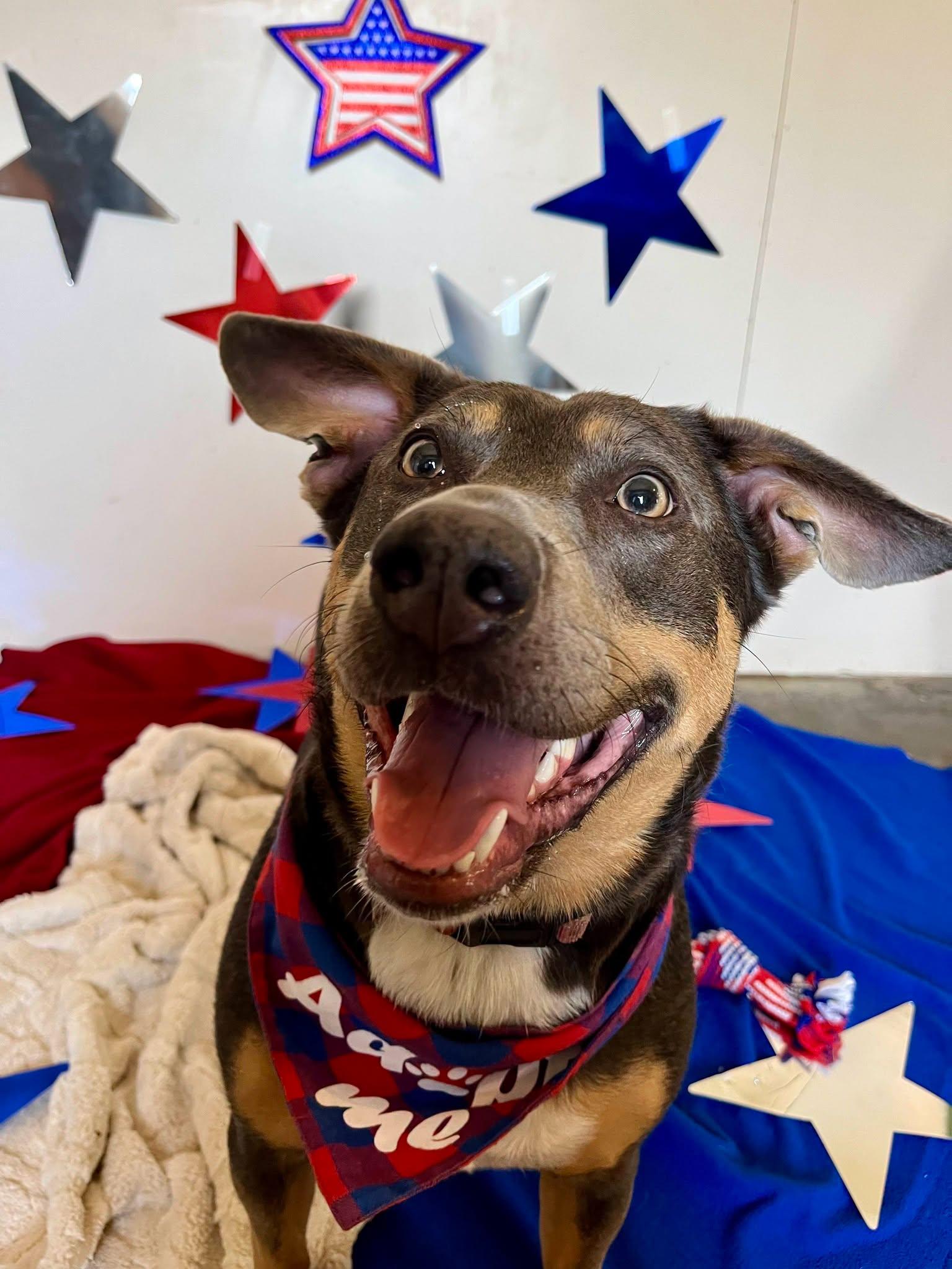 Enlarge GoGo, a Adopted mixed breed in Leavenworth, KS image 2/5