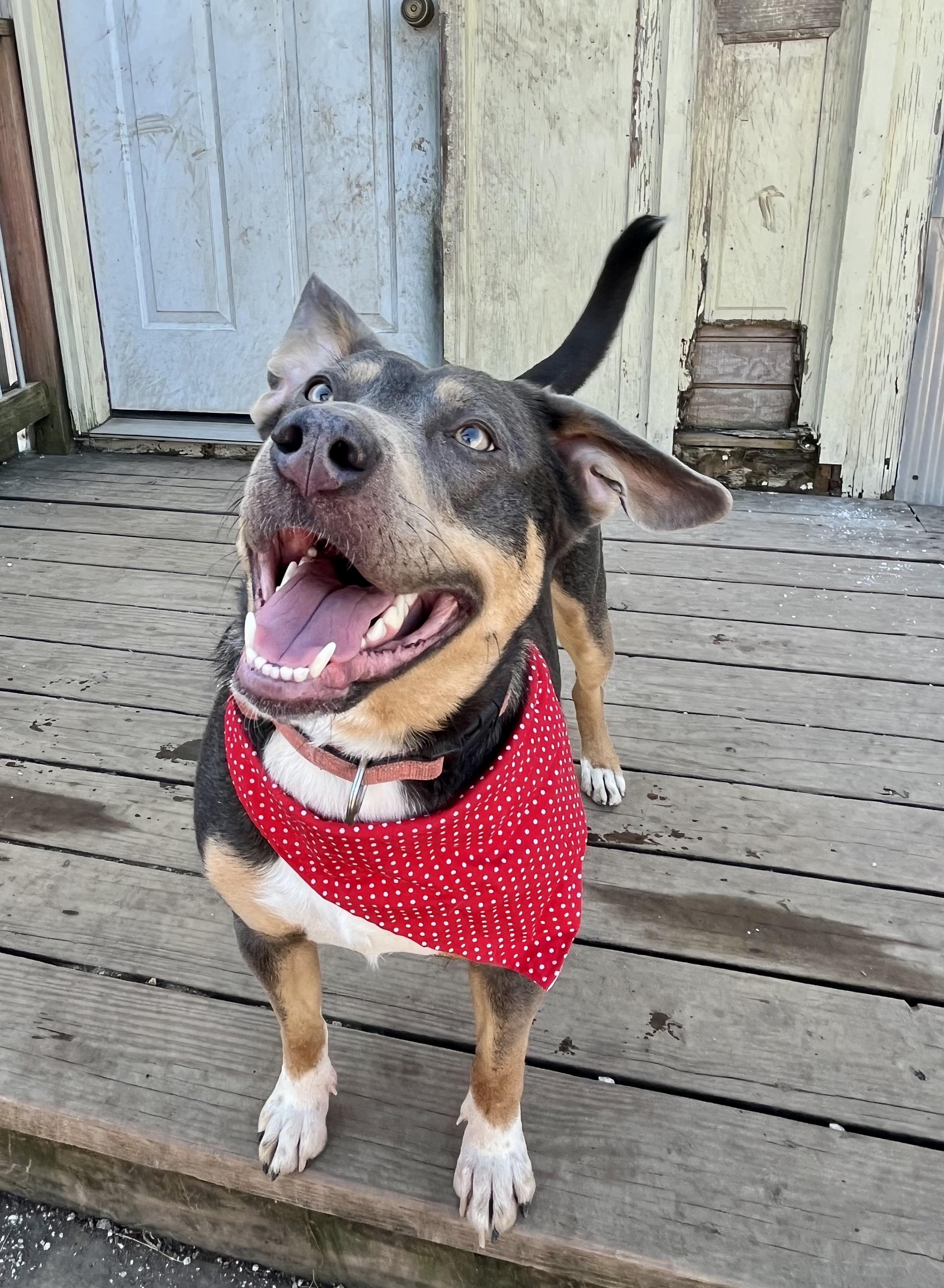 Enlarge GoGo, a ADOPTABLE mixed breed in Leavenworth, KS image 4/4