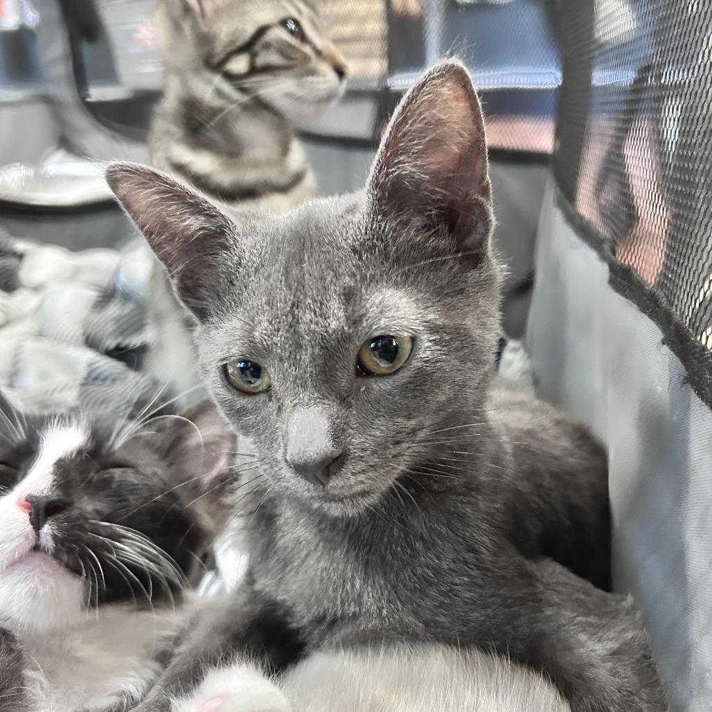 Effie, Adoptable, Kitten Female Domestic Short Hair.