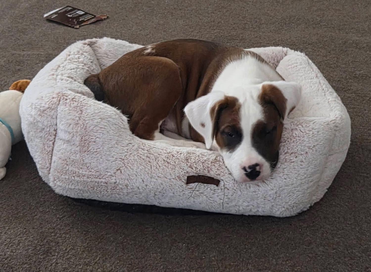 Neptune, an adopted mixed breed in Crystal Lake, IL image 4/6