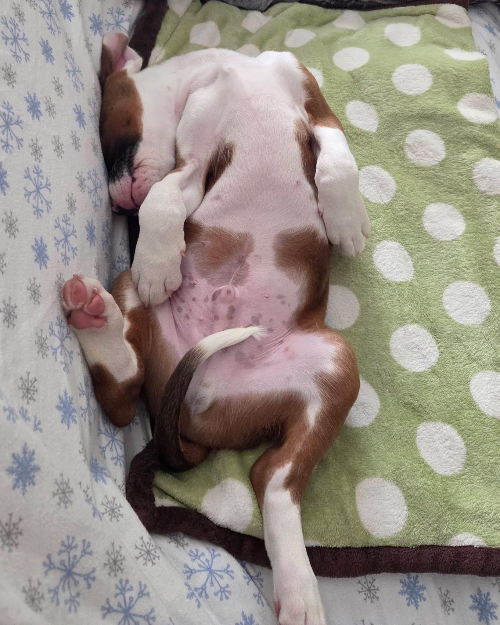 Neptune, an adopted mixed breed in Crystal Lake, IL image 2/6