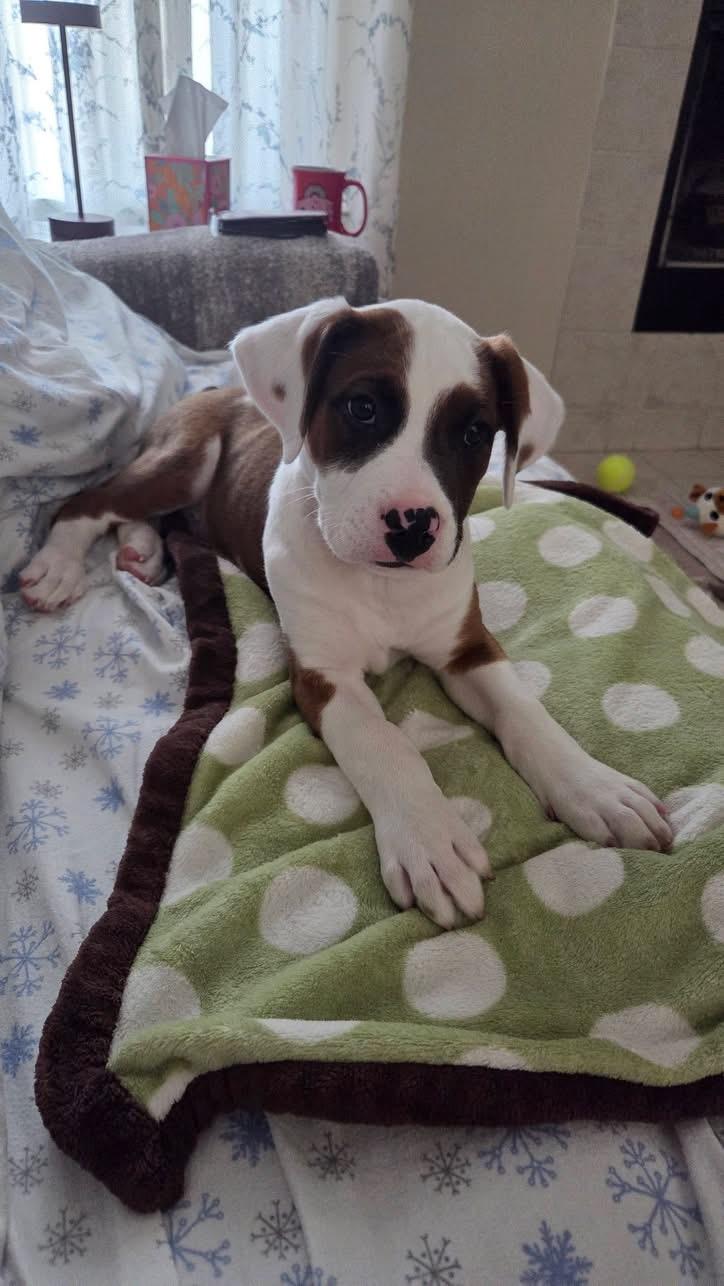 Neptune, an adopted mixed breed in Crystal Lake, IL image 3/6