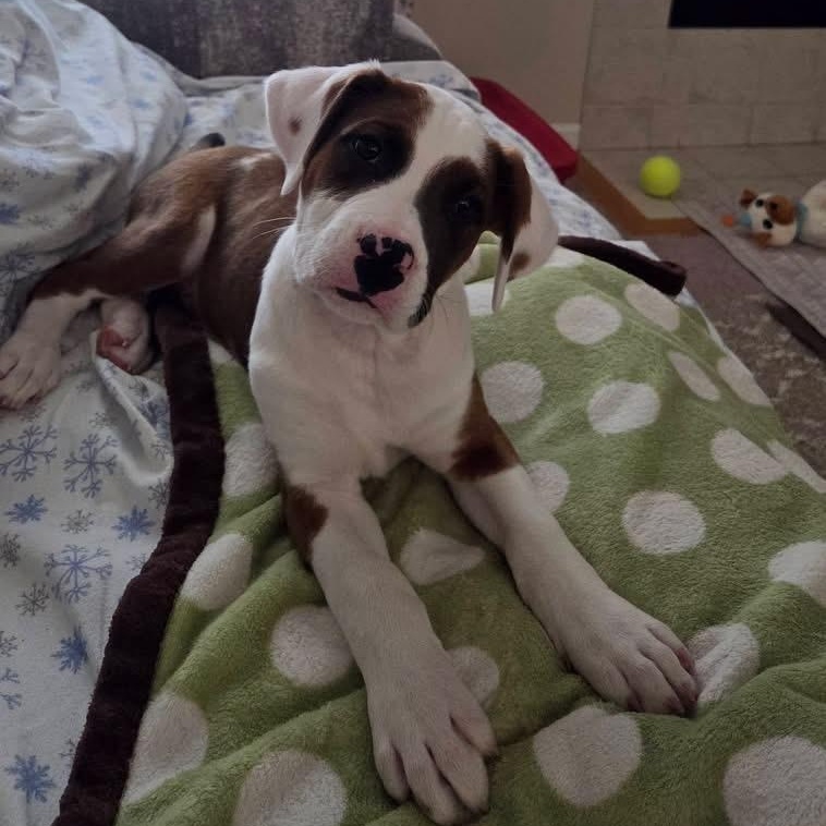 Neptune, adopted, Puppy Male Boxer.