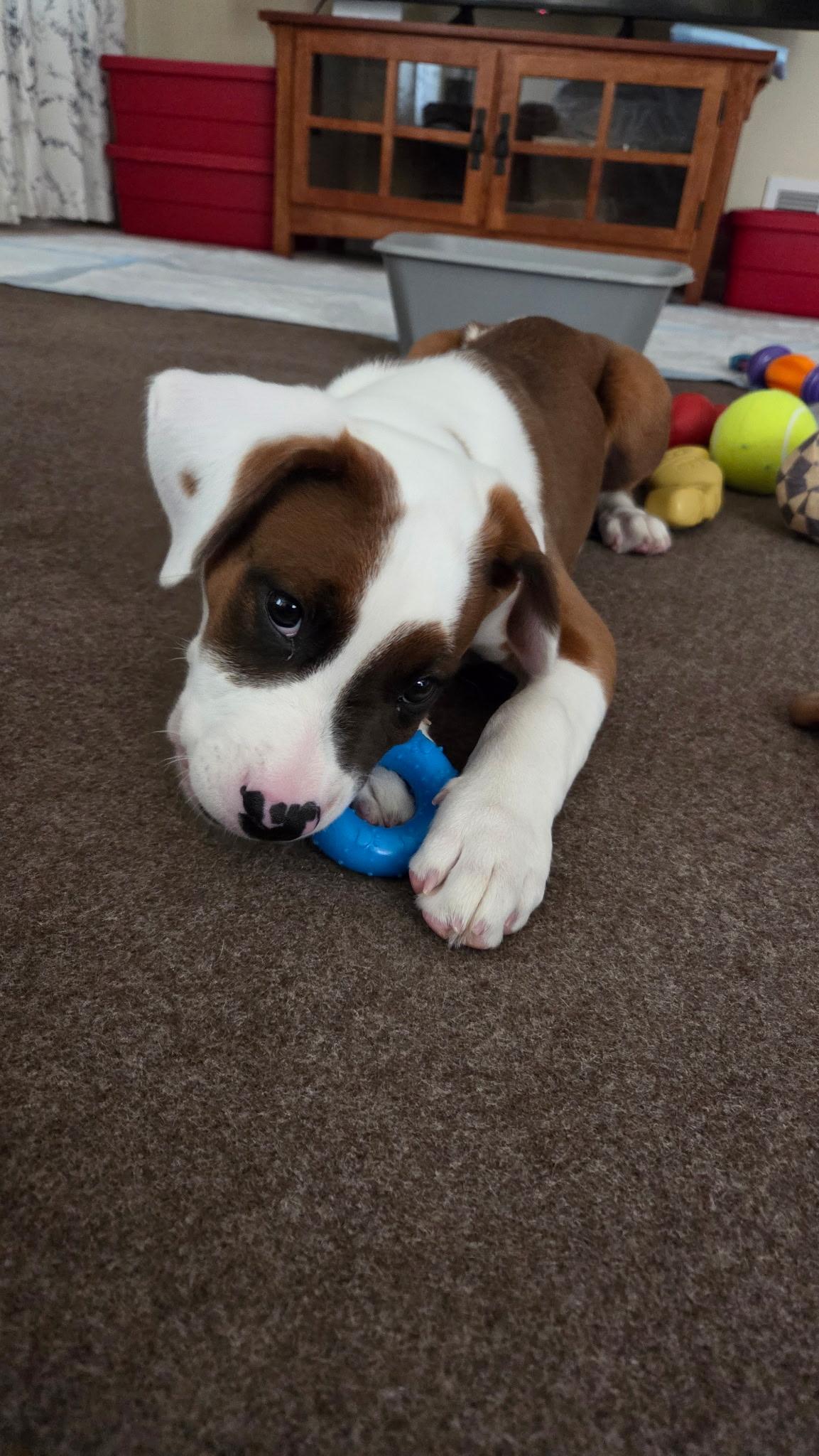 Neptune, an adopted mixed breed in Crystal Lake, IL image 5/6