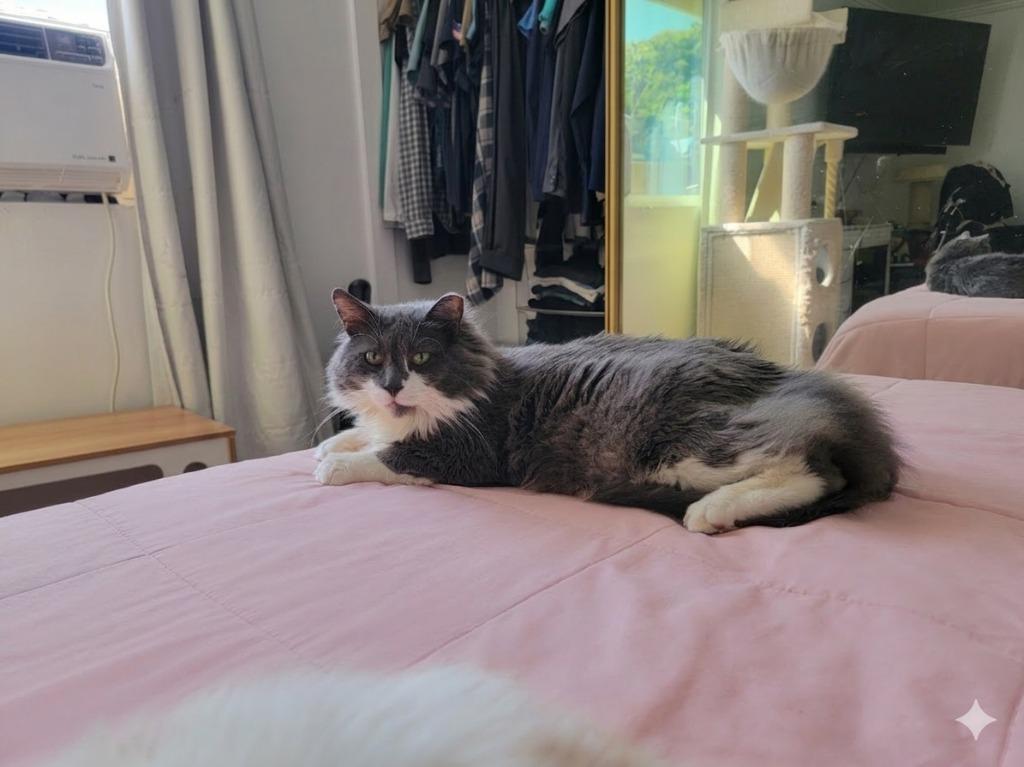 Andy (ADOPTED), Adoptable, Adult Male Domestic Medium Hair.