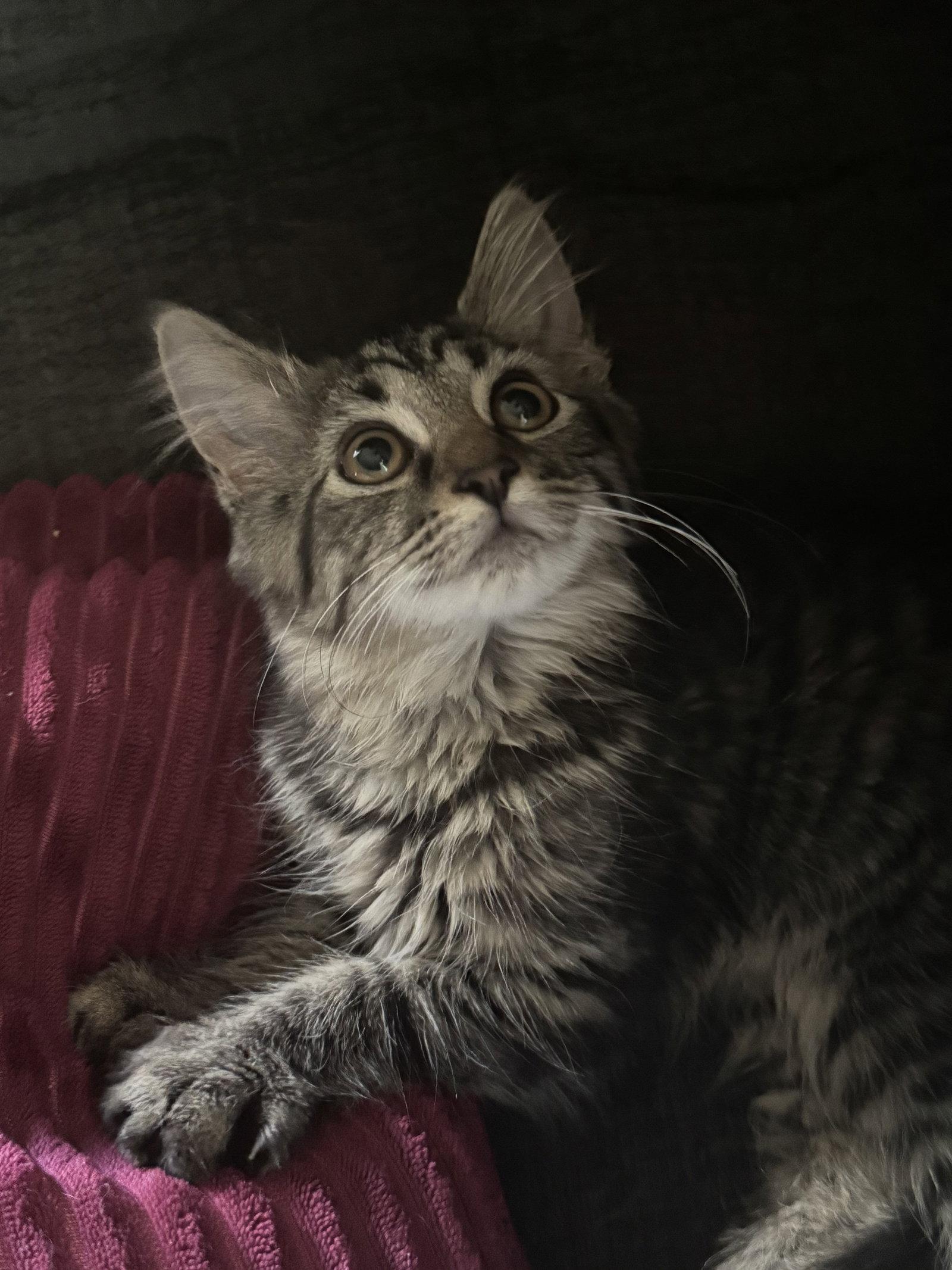 Willow, Adoptable, Kitten Female Domestic Long Hair.