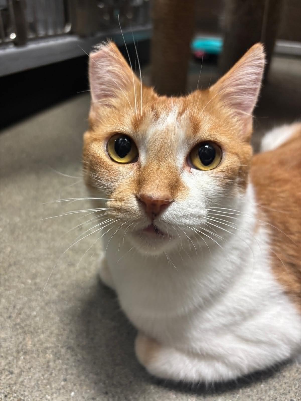 Sweet Pea, ADOPTABLE, Adult Female Domestic Short Hair.