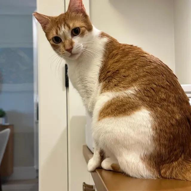 Enlarge Sweet Pea, a ADOPTABLE Domestic Short Hair in BURNABY, BC image 2/2