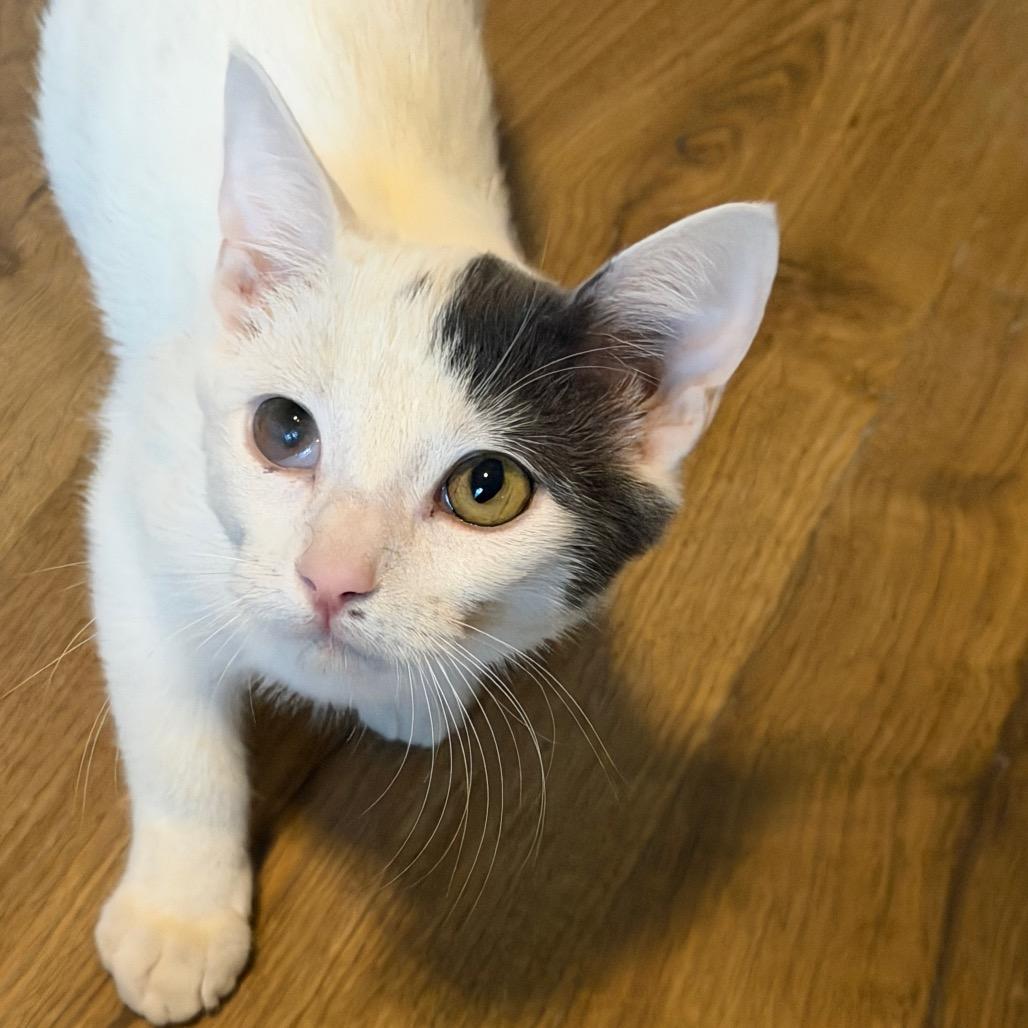 Enlarge Jackie Robinson, a Adoptable American Shorthair in mount vernon, AR image 1/1