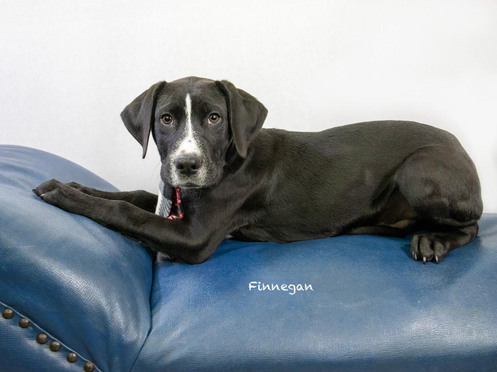 Finnegan, Adoptable, Puppy Male Labrador Retriever.