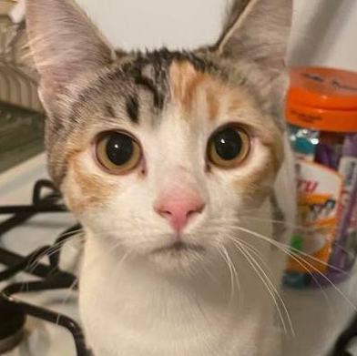 Dottie