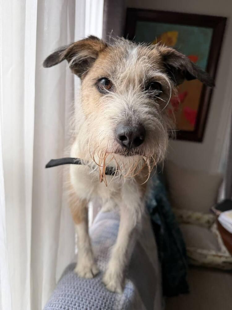 Lucille, Adopted, Senior Female Parson Russell Terrier.