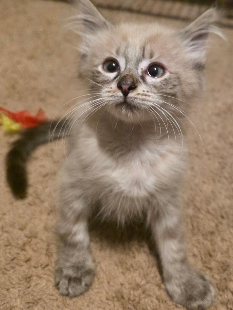 Bambi, Adoptable, Kitten Male Balinese & Domestic Short Hair.