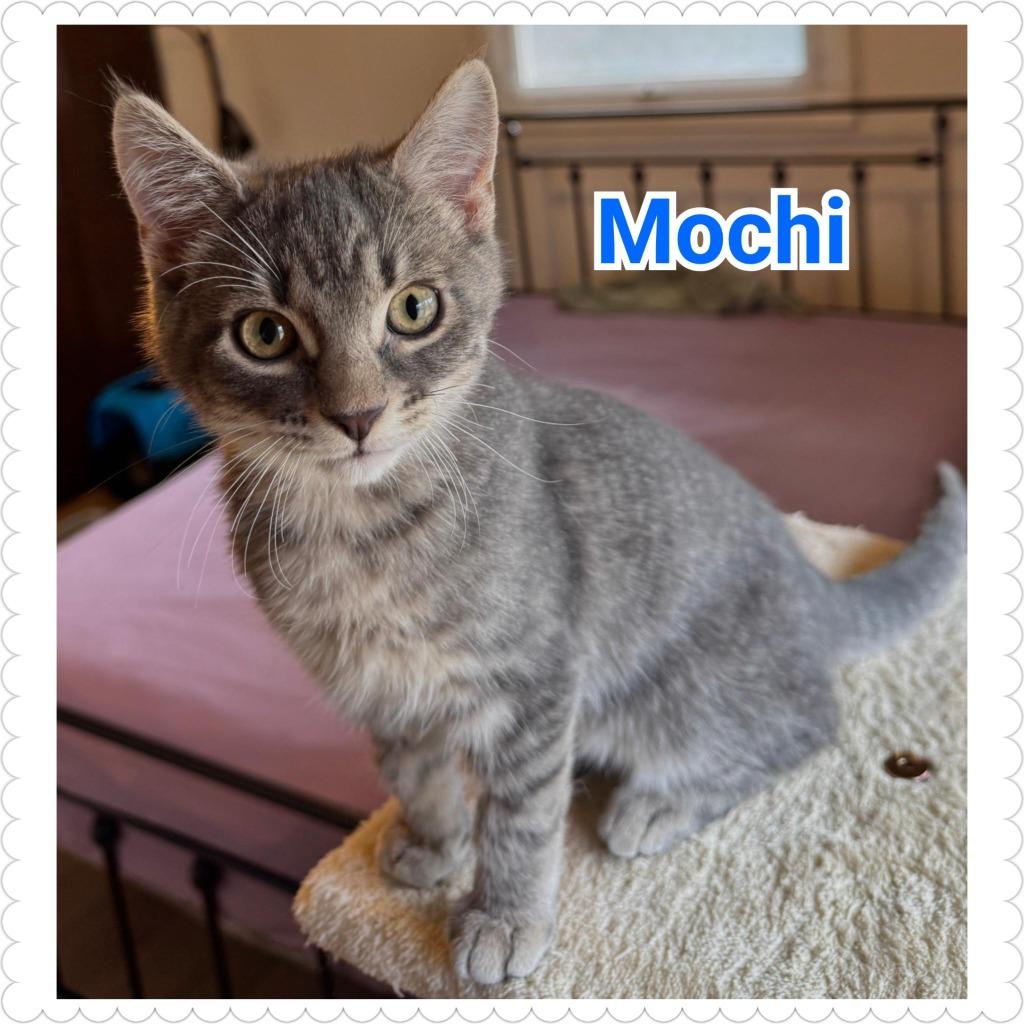 Enlarge Mochi (Fezich), a Adopted mixed breed in North Saint Paul, MN image 1/1