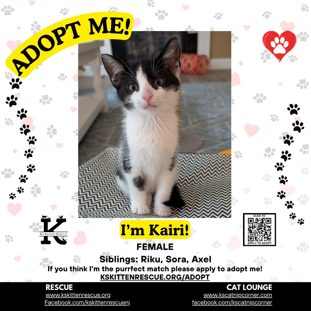 Kairi, Adoptable, Kitten Female Domestic Short Hair.