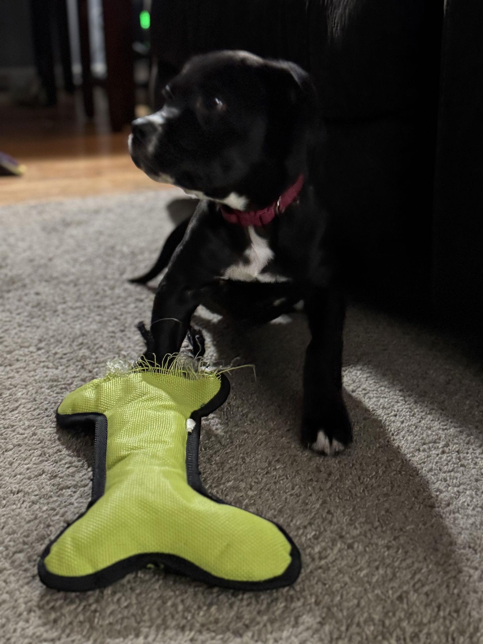 Marge Simpson 0524, Adopted, Puppy Female Labrador Retriever.