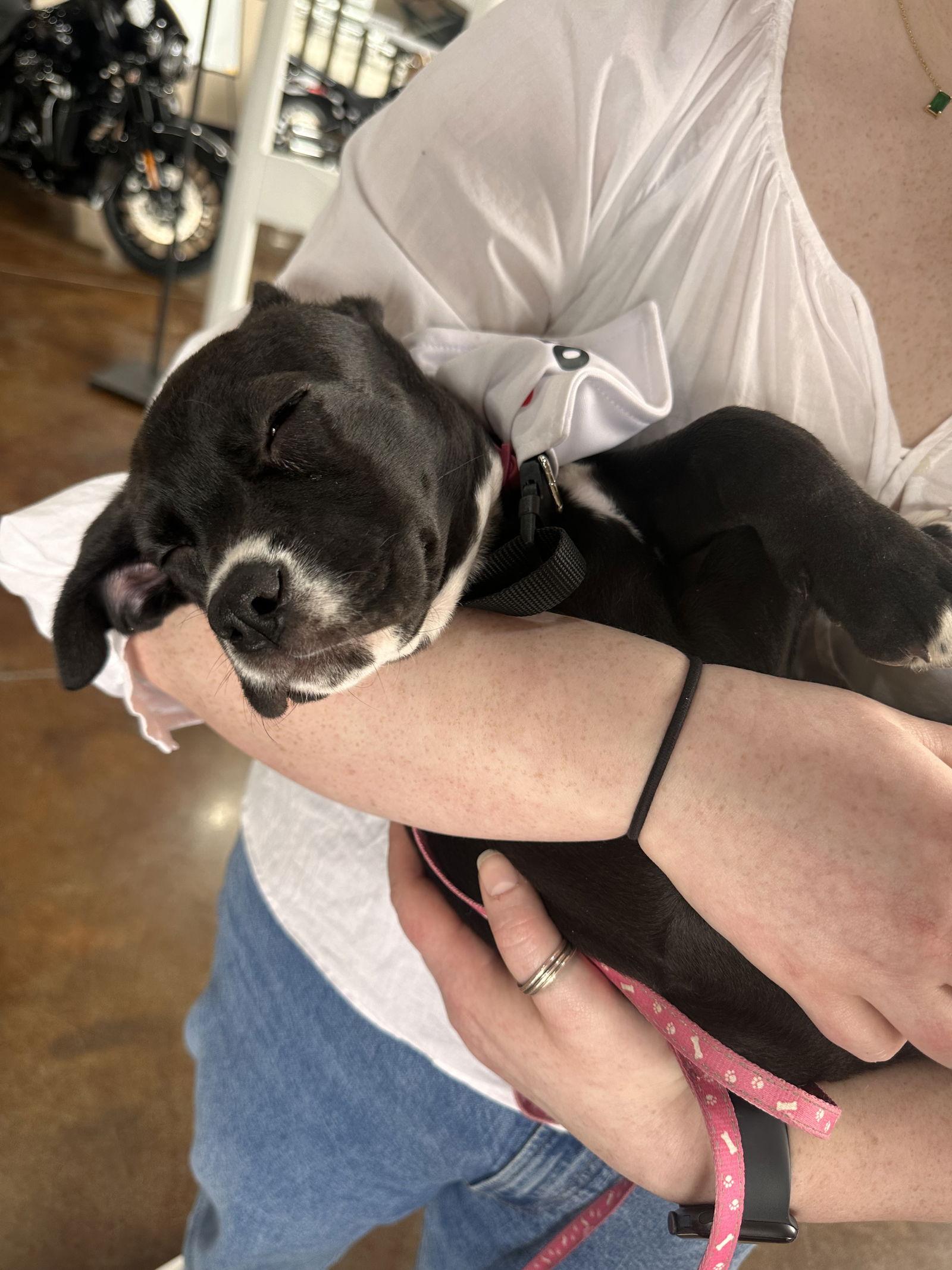 Enlarge Marge Simpson 0524, a Adopted Labrador Retriever in Stephens City, VA image 2/3