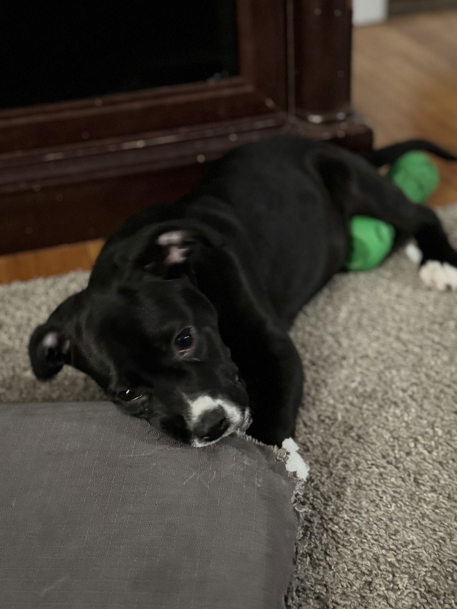 Enlarge Marge Simpson 0524, a Adopted Labrador Retriever in Stephens City, VA image 3/3