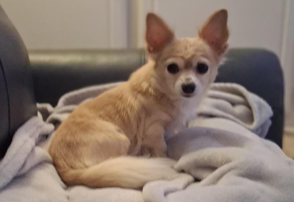 Enlarge Rosee, a Adoptable Chihuahua in Blanchard, OK image 2/3