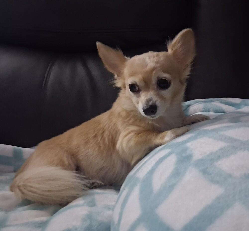 Enlarge Rosee, a Adoptable Chihuahua in Blanchard, OK image 3/3