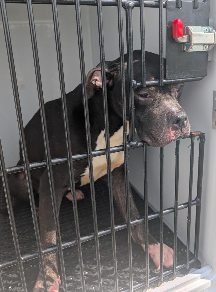 Rosanne, Adoptable, Young Female Pit Bull Terrier.