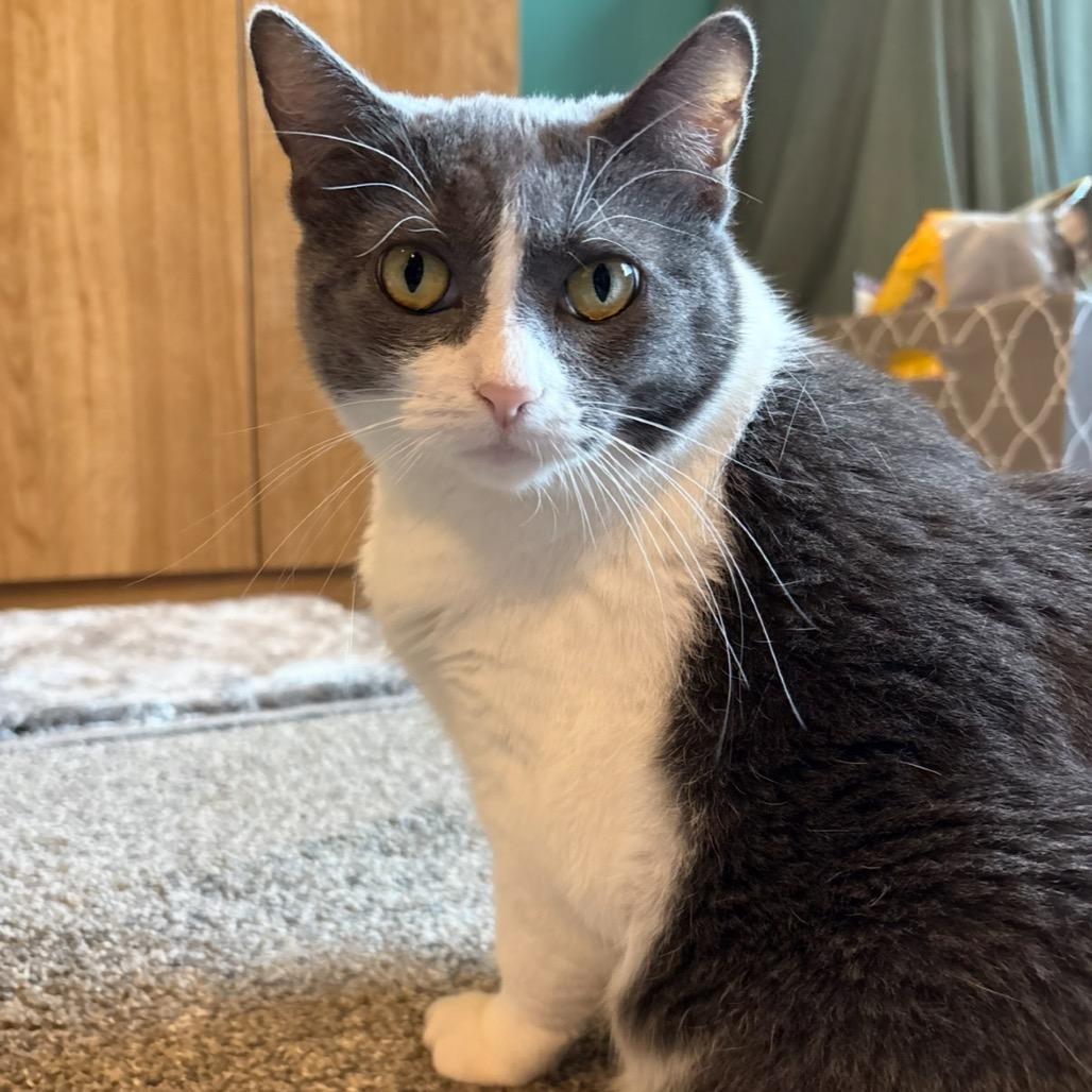 Enlarge Wrigley, a Adoptable Domestic Short Hair in Stoughton, WI image 4/4