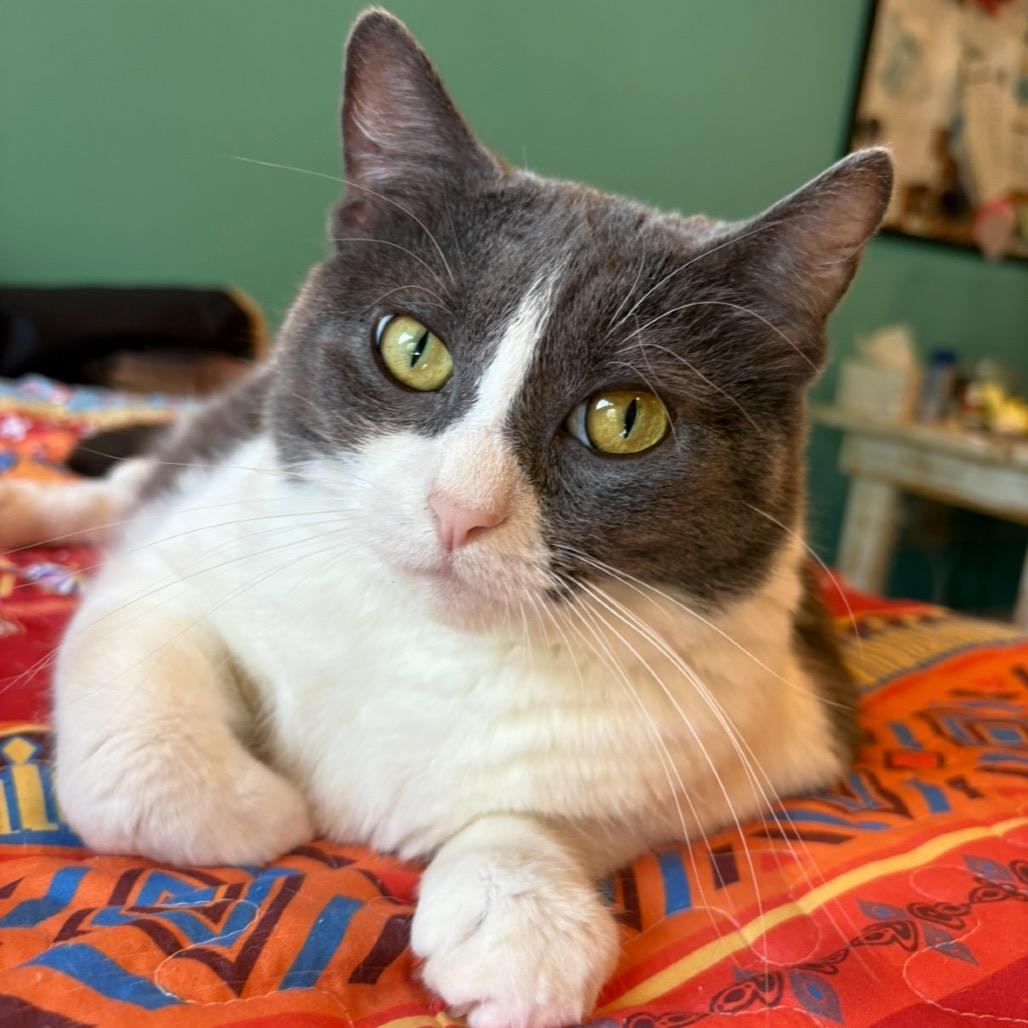 Wrigley, Adoptable, Adult Female Domestic Short Hair.