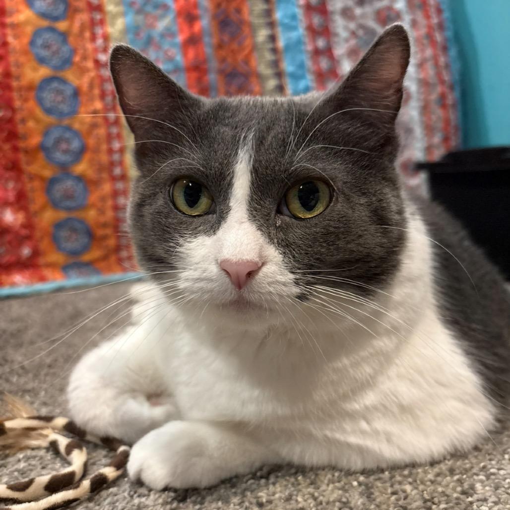 Enlarge Wrigley, a Adoptable Domestic Short Hair in Stoughton, WI image 2/4