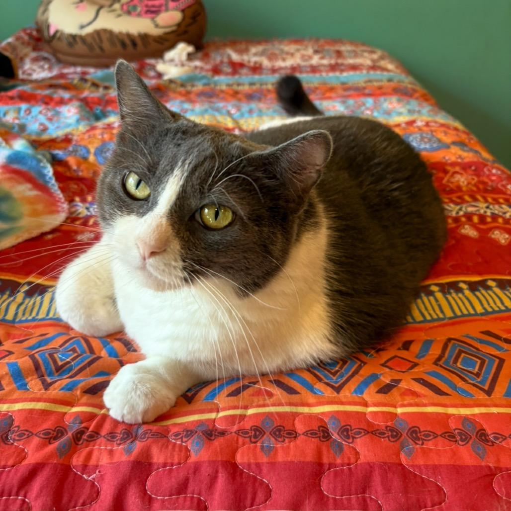 Enlarge Wrigley, a Adoptable Domestic Short Hair in Stoughton, WI image 3/4