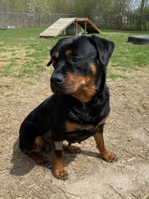 Enlarge LADYBUG, a Adoptable Rottweiler in Clinton Township, MI image 1/1