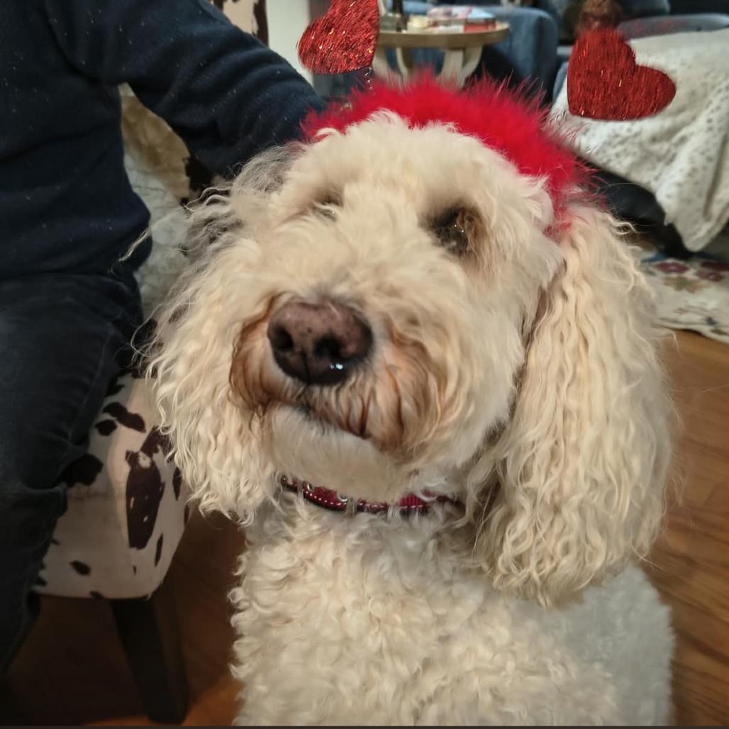 Baby*, Adoptable, Senior Female Poodle & Golden Retriever.