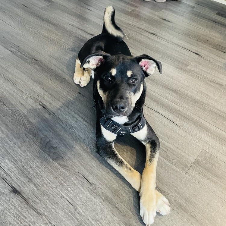 Tytan~, a Adoptable mixed breed in Wilsonville, OR image 1/3